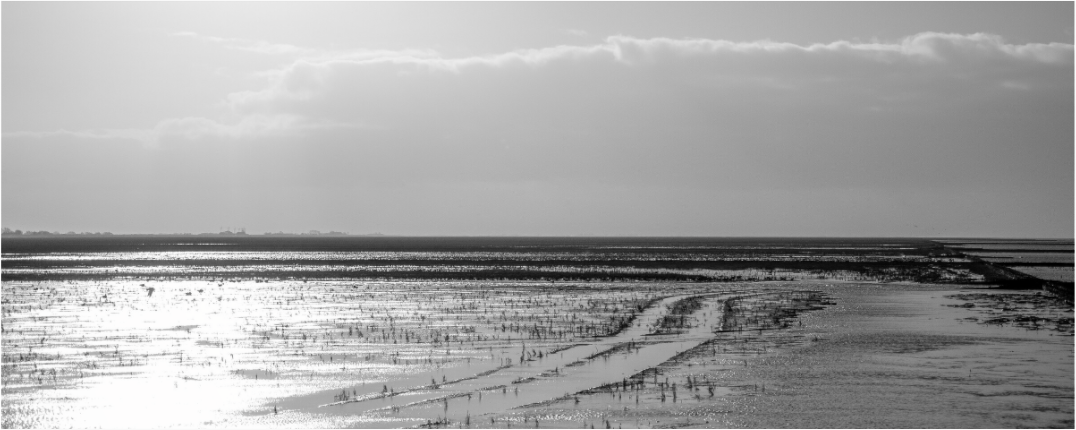 Main image The mudflats