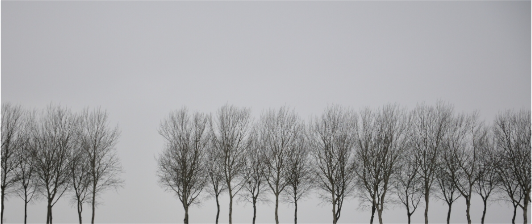 Main image Winter Trees
