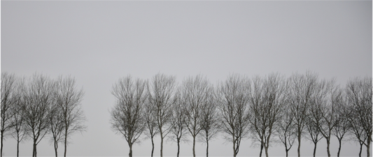 Main image Winter Trees